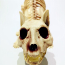 Decorazione Spaventosa di Halloween con Teschio di Gatto Accovacciato, Modello di Animale Inquietante per Feste A Tema VAMPIRO