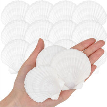 25pcs Natural Scallop Shells From Seaside for DIY Painting Ocean Theme Party Wedding Home Decoration 5.08-7.62cm