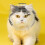 Kattenhelm Plastic Met Volledig Hoofdscherm Veiligheid 6