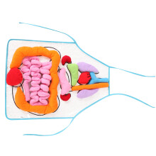 Lehrschürze Mit Menschlichen Organen Mehrfarbig Für Kinder