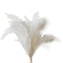 White Pampas Grass - 10 Pampas Stems of Fluffy Pampas Grass for Wedding, Home, and Event Decor - Dried Pampas Grass
