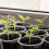 Vasos de Viveiro Transparentes de 5,7 Polegadas para Plantas: Vasos de Mudas com Armazenamento de Água 3