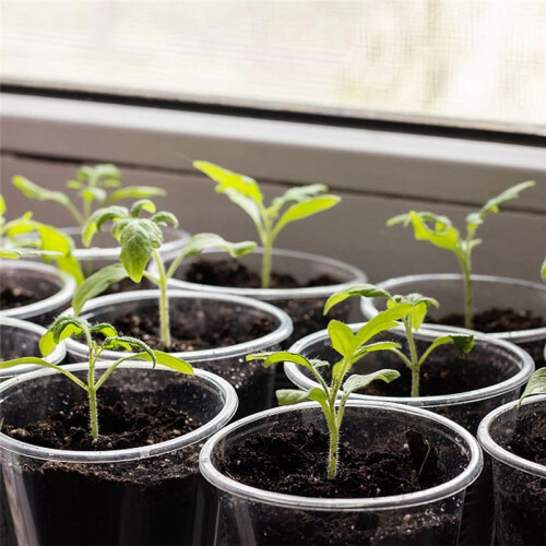 Vasos de Viveiro Transparentes de 5,7 Polegadas para Plantas: Vasos de Mudas com Armazenamento de Água 2