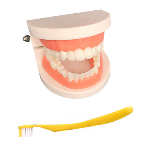 2Ensembles Outils Pédagogiques Dents Enfant ABS Teaching 2