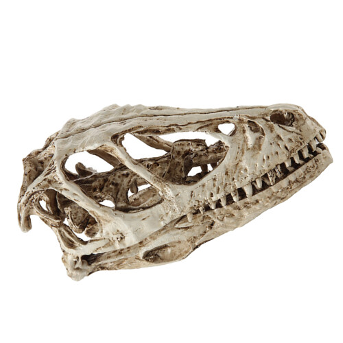 2St Wit Resin Dinosaurusschedel Model Voor En Decoratie