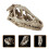 2St Wit Resin Dinosaurusschedel Model Voor En Decoratie 11