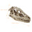 2St Wit Resin Dinosaurusschedel Model Voor En Decoratie 10