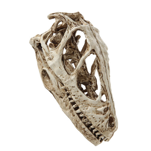 2St Wit Resin Dinosaurusschedel Model Voor En Decoratie 1
