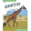 Giraffes by Marissa Kirkman Hardcover Book 1