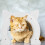 2Sets ABS Kattenluik Binnenhuis Met Borstel En 10