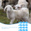 100Pièces Étiquettes Identification Animale Tpu Bleu Légères 6