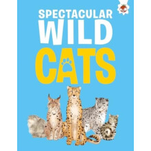 Spectacular Wild Cats by Eliza Jeffery Paperback Book