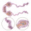 5Pcs Polyester Lavender Ear Muffs Winter Adjustable Warm Cold Weather 11