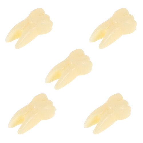 15Stk Zahnmodell Harz Beige Realistische 1