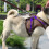 2Pcs Coffee Reflective Pet Harness Vest Chest Strap Comfortable Kit 4