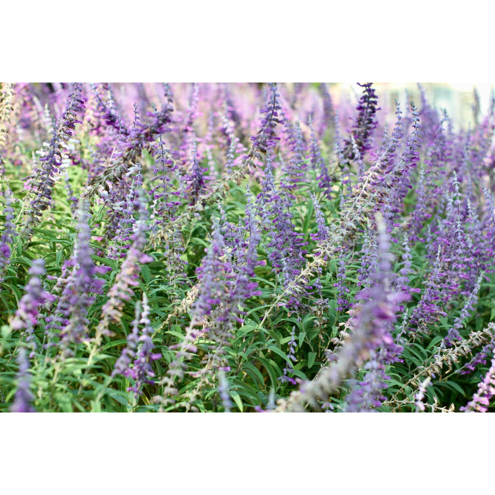 Directplants The Mixed Salvia Selection Established In Large 2/3 Litre Pots By Direct Plants Pack Of 18