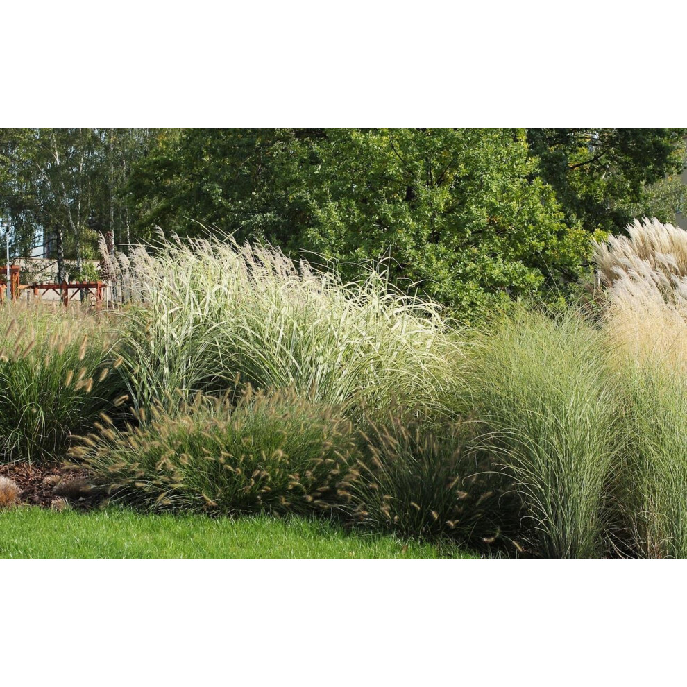 Directplants The Hardy Ornamental Grass Selection Mix Large Mature Plants Supplied In 2/3 Litre Pots - Pack Of 12