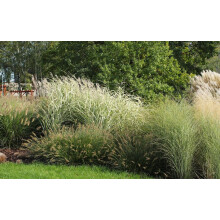 The Hardy Ornamental Grass Selection Mix Large Mature Plants Supplied in 2/3 Litre Pots - Pack of 24