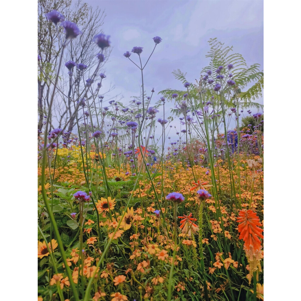 Directplants The Prairie Style Border Selection Established In Large 3 Litre Pots By Direct Plants Pack Of 12