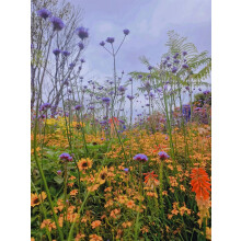 The Prairie Style Border Selection Established in Large 3 Litre Pots By Direct Plants Pack of 18
