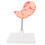 2Pcs High Precision Human Stomach Model PVC Material for Anatomy Study 1