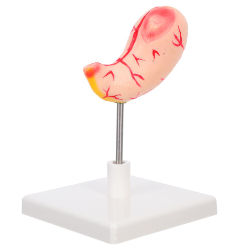 2Pcs High Precision Human Stomach Model PVC Material for Anatomy Study 1
