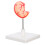 2Pcs High Precision Human Stomach Model PVC Material for Anatomy Study 3