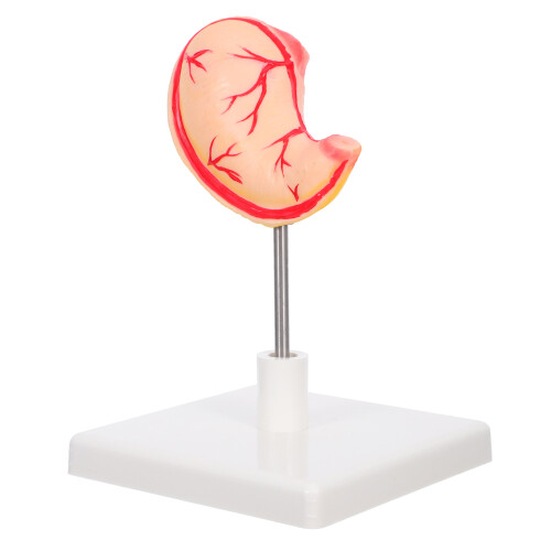 2Pcs High Precision Human Stomach Model PVC Material for Anatomy Study 2