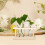 18Pièces Vases Hydroponiques Pièce Transparent Design Simple Élégant 6