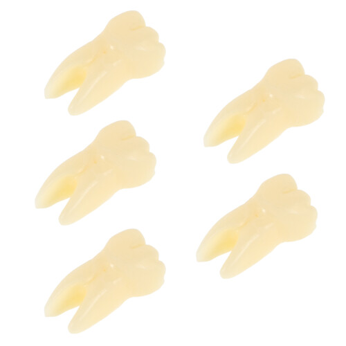 20Stk Simulation Zahnspielzeug Realistisches Modell Beige 2