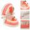 4Pcs Realistic Dentist Typodont Model ABS Multi Teeth for Learning Use 11