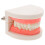 4Pcs Realistic Dentist Typodont Model ABS Multi Teeth for Learning Use 1