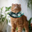2Pièces Colliers Pour Chat En Dentelle Vert Avec Nœud Perles 10