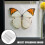 5Pcs Compact White Insect Butterfly Spreading Board Pinning Kit 10