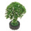 5Pcs Plastic Miniature Garden Trees for Model Building and Craft Use 2