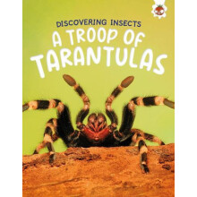 Discovering Insects A Troop of Tarantulas by Rebecca Storm Paperback B