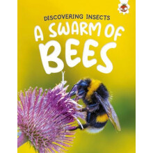 Discovering Insects A Swarm of Bees by Rebecca Storm Paperback Book