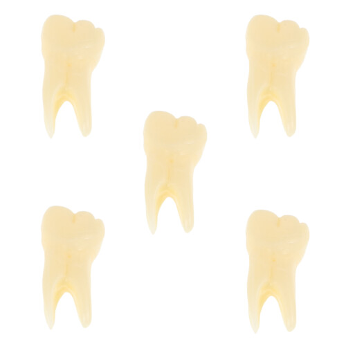 20Pcs Vivid Resin Teeth Toy Model Beige for Realistic Learning 1
