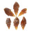 30Pcs Light Brown Agate Snail Conch Specimens for Educational Geology 3