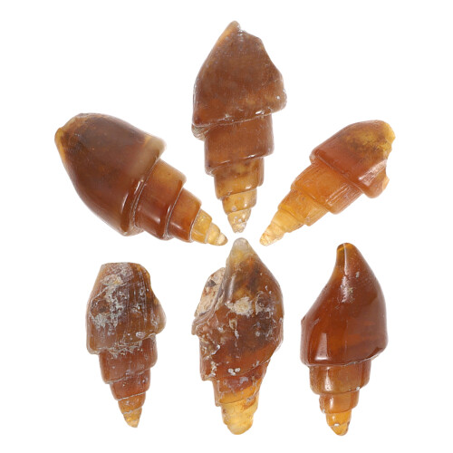30Pcs Light Brown Agate Snail Conch Specimens for Educational Geology 2