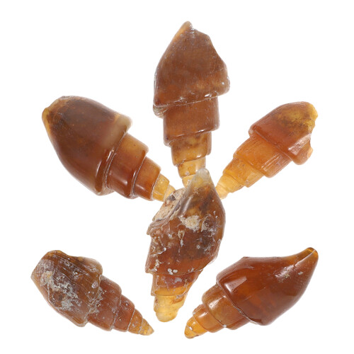 30Pcs Light Brown Agate Snail Conch Specimens for Educational Geology 1