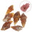 30Pcs Light Brown Agate Snail Conch Specimens for Educational Geology 11