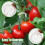 Tomato Hooks with String,Plant Support Clips,Tomato Support Hook for Climbing Plants,Tomato Holder Hooks 6