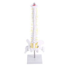 45Cm flessibile 1: 1 modello lombare per colonna vertebrale per adulti modello scheletro umano con disco pelvico modello bacino utilizzato per