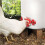 12 Pack - Horizontal Side Mount Automatic Poultry Nipples - Clean Drinker Waterer For Chicken Or Quail 2