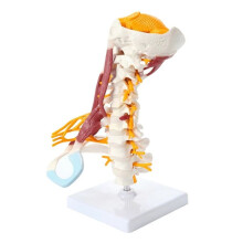 1:1 Levensgrote Halswervel Wervellichaam Cervicale Wervelkolom Zenuwmodel Menselijke Anatomie Ruggenmerg Halswervel