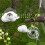 4pcs Jumping Spider Hide Glass   Cloud Platform Ledges Jumping Spider for Decorating Jumping Spider Enclosure 5
