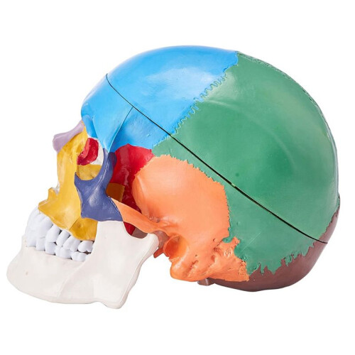 Menselijk Schedelmodel, Levensgroot Geschilderd Anatomisch Schedelmodel, PVC Anatomische Schedel B 1