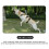 Explosionproof  Dogs Harness with Handle Durable Adjustable Pet Chest Straps for Large Dog, Grey, S 7