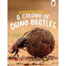 Discovering Insects A Colony of Dung Beetles by Rebecca Storm Paperbac